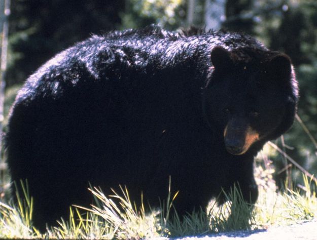 Bear. Photo by National Park Service.