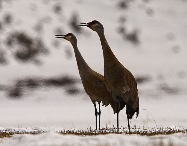 Sandhill Cranes. Photo by Dave Bell.