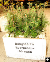 Douglas Fir Evergreens. Photo by Dawn Ballou, Pinedale Online.