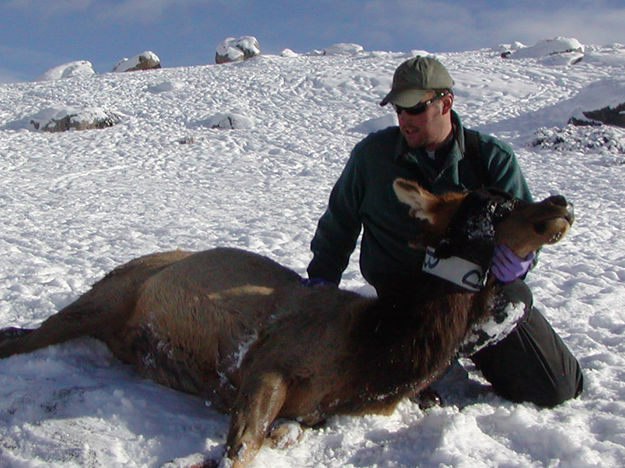 Brandon Scurlock. Photo by Eric Maichak, Wyoming Game and Fish Department.