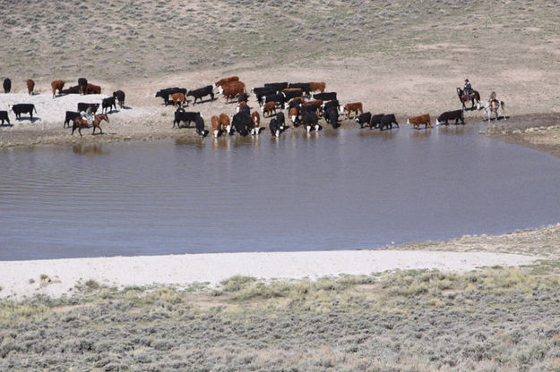 Yearlings at Blue Reservoir. Photo by Jonita Sommers.