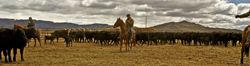 Food, beer, and tons of calves. Photo by Megan Rawlins, Pinedale Roundup.