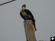 Osprey and fish. Photo by Marcela and Tobe J. Vigil.