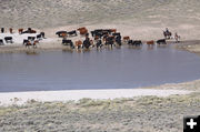 Yearlings at Blue Reservoir. Photo by Jonita Sommers.