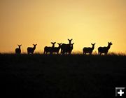 Elk herd. Photo by Dave Bell.