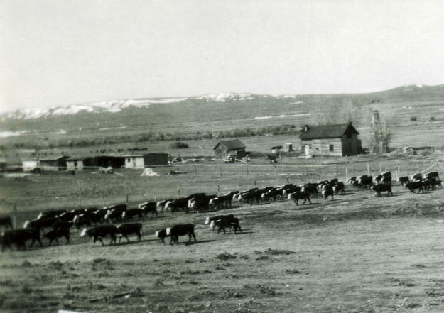 Cattle - 1940s . Photo by Charles McAlister.