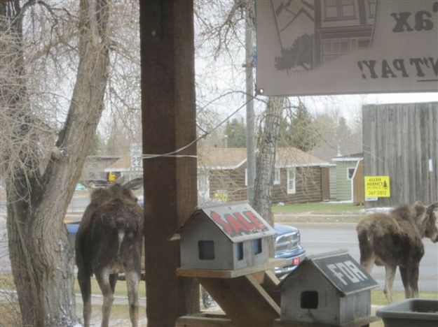 Moose out the window. Photo by Susie Hatch, Hatch Real Estate.