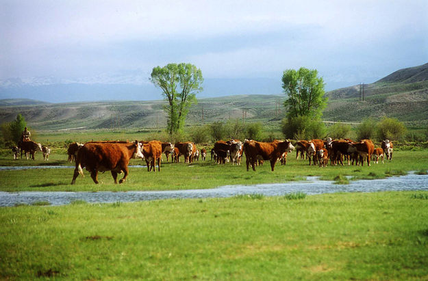 Purebred Herefords. Photo by Jonita Sommers.