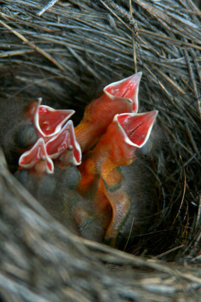 Baby Birds. Photo by Pam McCulloch.
