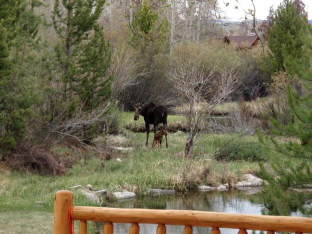 Moose family. Photo by Buck Ortega.