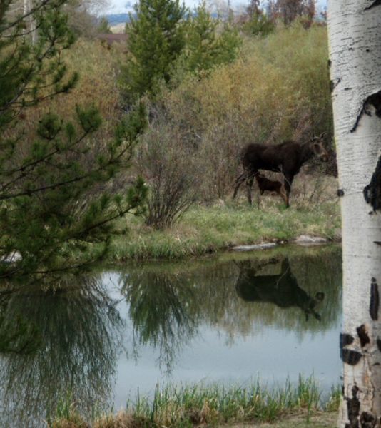 Moose. Photo by Buck Ortega.