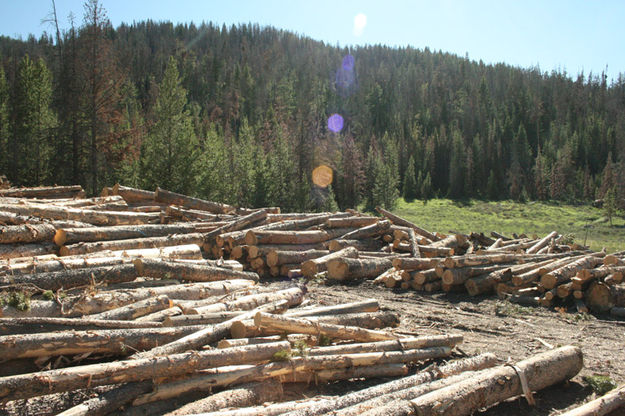 Free Firewood. Photo by Dawn Ballou, Pinedale Online.