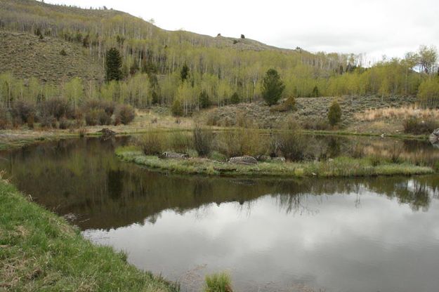 Stocked Fishing Pond. Photo by Dawn Ballou, Pinedale Online.