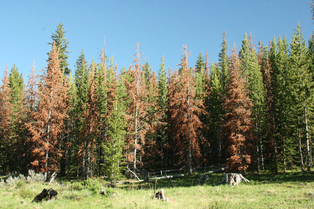 Red trees. Photo by Dawn Ballou, Pinedale Online.