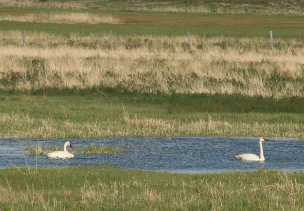 Trumpeter Swans. Photo by Dawn Ballou, Pinedale Online.