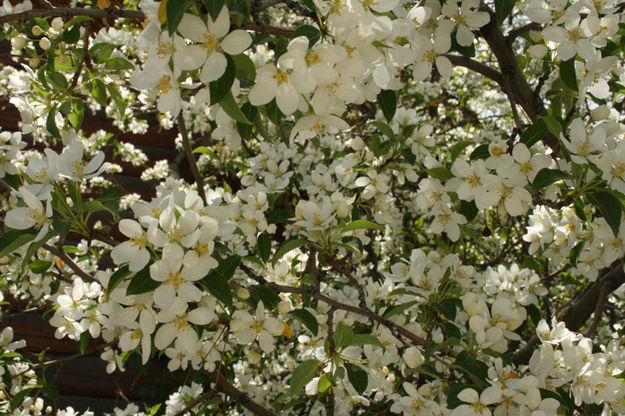 White flowers. Photo by Dawn Ballou, Pinedale Online.