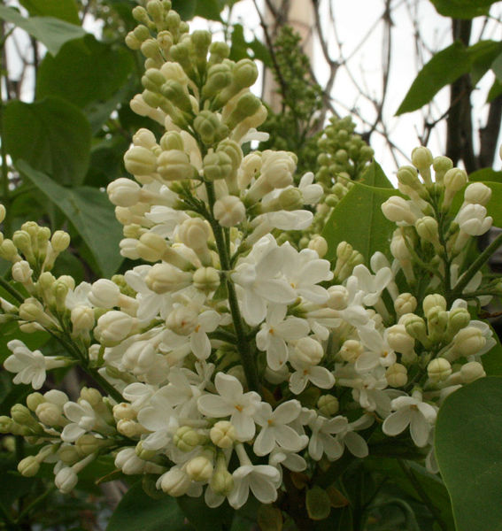 White Lilacs. Photo by Dawn Ballou, Pinedale Online.