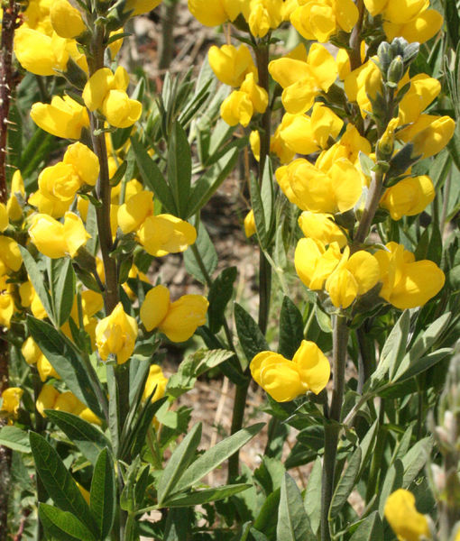 Yellow flower closeup. Photo by Dawn Ballou, Pinedale Online.
