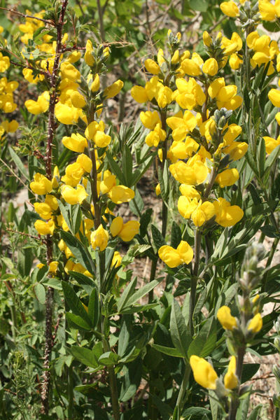 Yellow flowers. Photo by Dawn Ballou, Pinedale Online.