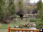 Moose family. Photo by Buck Ortega.