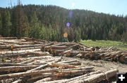 Free Firewood. Photo by Dawn Ballou, Pinedale Online.