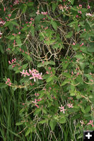 Tiny pink flowers. Photo by Dawn Ballou, Pinedale Online.