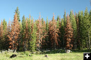 Red trees. Photo by Dawn Ballou, Pinedale Online.