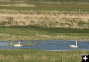 Trumpeter Swans. Photo by Dawn Ballou, Pinedale Online.