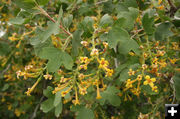 Yellow Tube Flowers. Photo by Dawn Ballou, Pinedale Online.