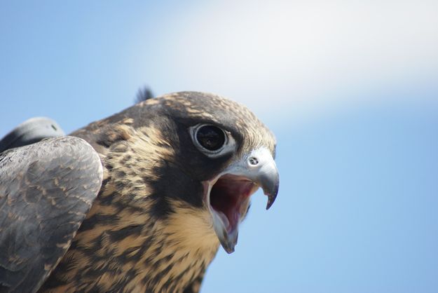 Young peregrine. Photo by Cat Urbigkit, Pinedale Online.