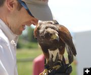 Harris's hawk. Photo by Cat Urbigkit, Pinedale Online.