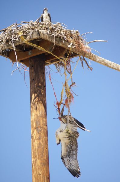 Hanging. Photo by Cat Urbigkit, Pinedale Online.