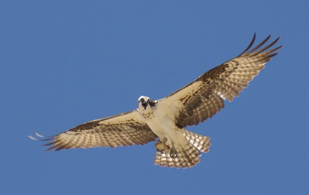 Mother osprey. Photo by Cat Urbigkit, Pinedale Online.
