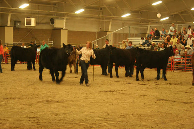 Livestock Showing. Photo by Dawn Ballou, Pinedale Online.