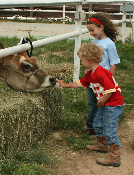 Milk Cow. Photo by Dawn Ballou, Pinedale Online.