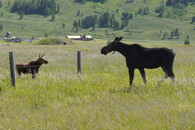 Moose divided. Photo by Paul Ellwood.