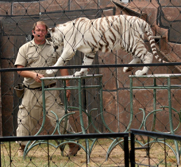 Albino Tiger. Photo by Dawn Ballou, Pinedale Online.