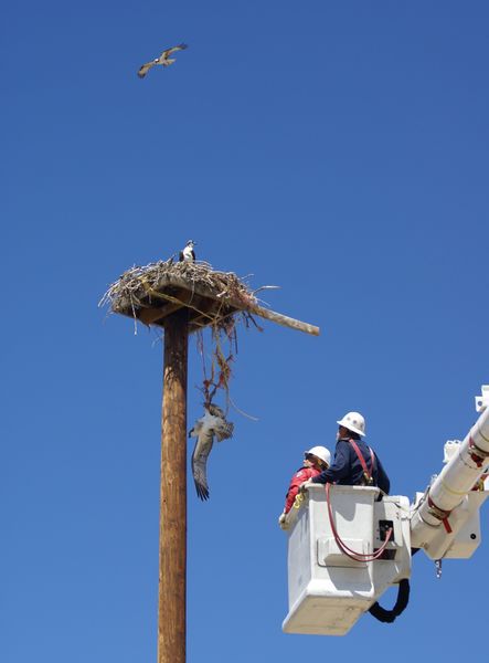 Tangled Osprey. Photo by Cat Urbigkit, Pinedale Online.