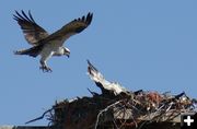 Mothering. Photo by Cat Urbigkit, Pinedale Online.