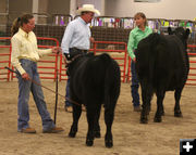 Petersen Cow/Calf. Photo by Clint Gilchrist, Pinedale Online.