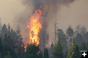 Bull Fire. Photo by Paul Ellwood.