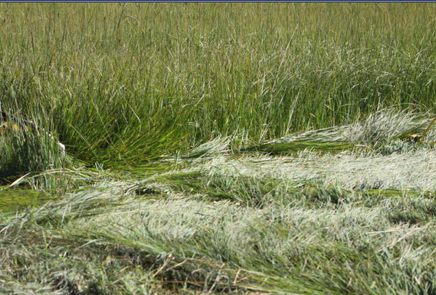 Wind row of hay. Photo by Jonita Sommers.