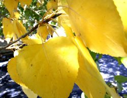 Leaving summer behind. Photo by Mari Muzzi, Sublette Examiner.