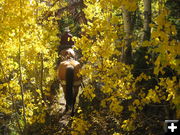 Golden Aspens. Photo by Gina Feltner.