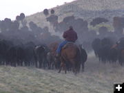 Cattle Drive. Photo by Scott Almdale.