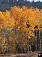 Colorful Aspens. Photo by Scott Almdale.