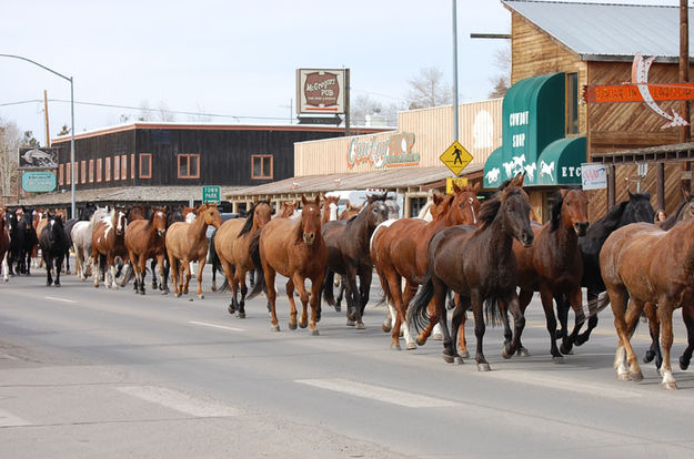 Horses on Pine Street. Photo by Debbee Miller.