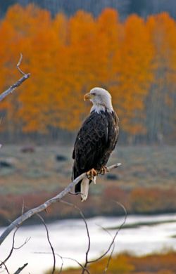 Bald Eagle. Photo by Megan Rawlins, Pinedale Roundup.