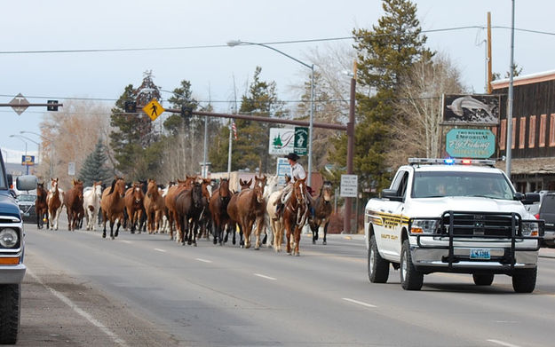 Horses through Pinedale. Photo by Debbee Miller.