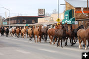 Horses on Pine Street. Photo by Debbee Miller.